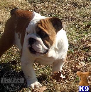 English Bulldog Puppies